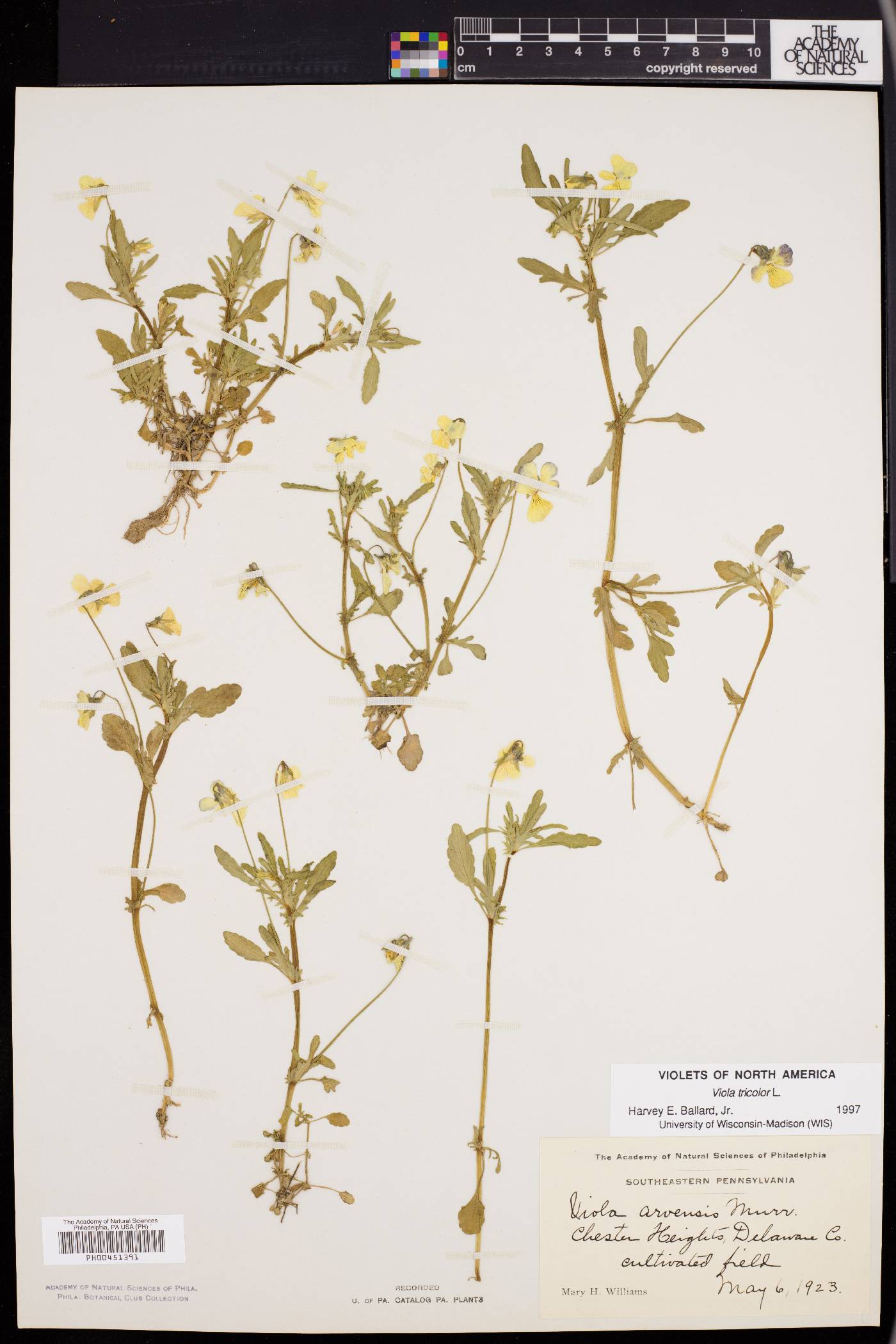 Viola tricolor image