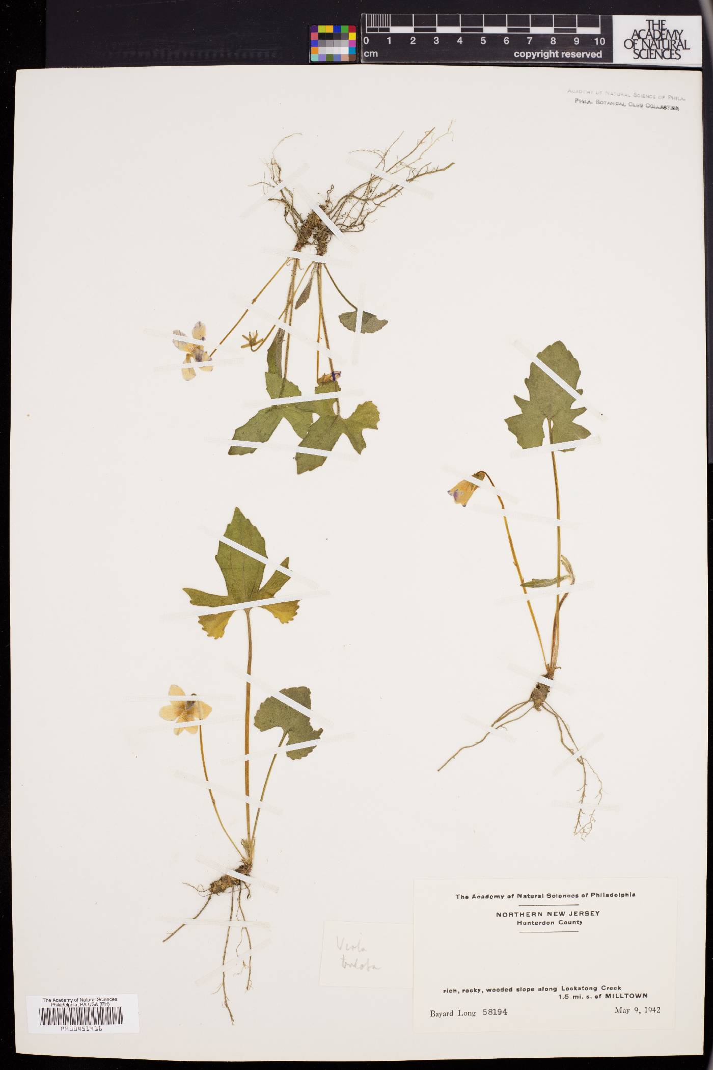 Viola triloba image