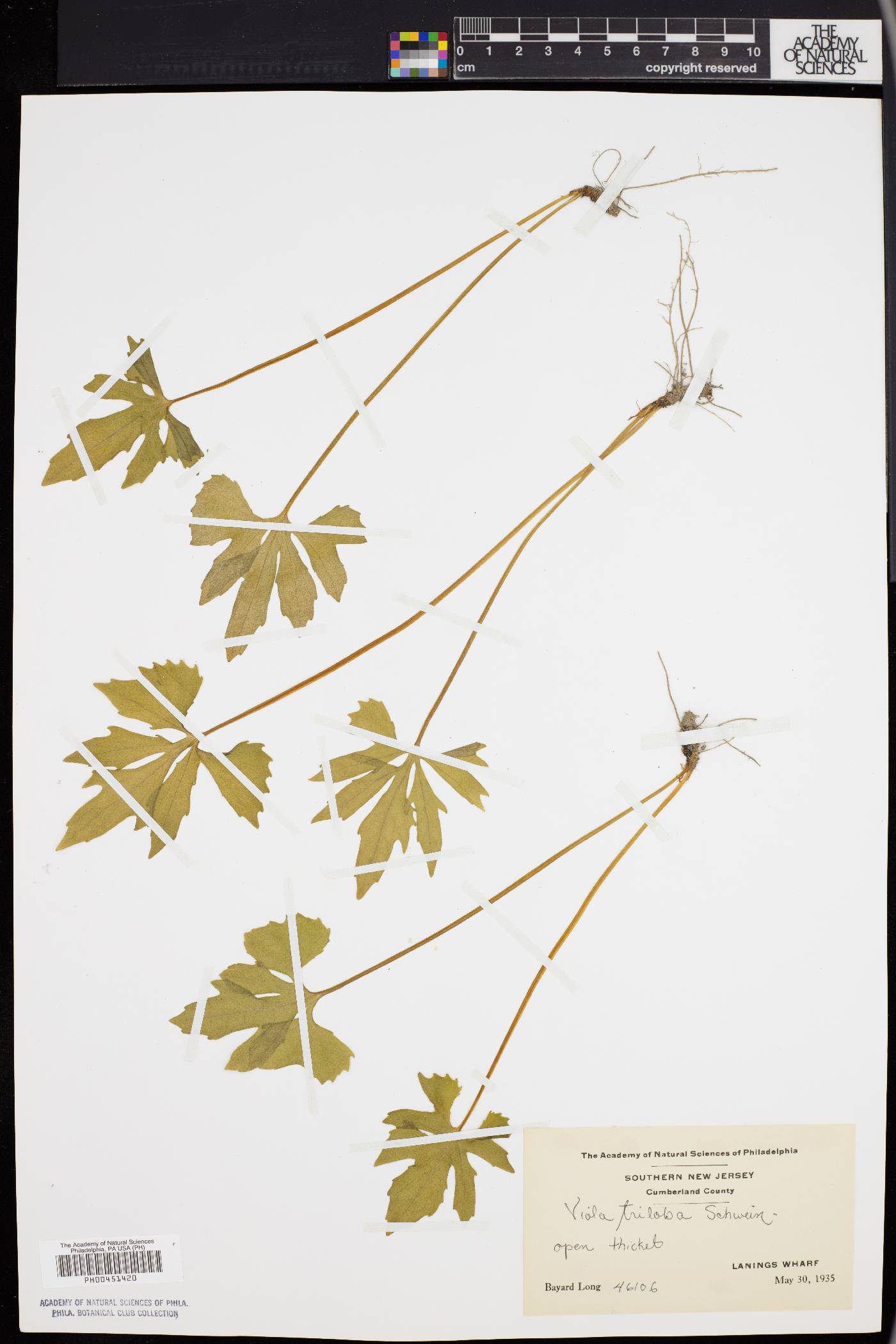 Viola triloba image