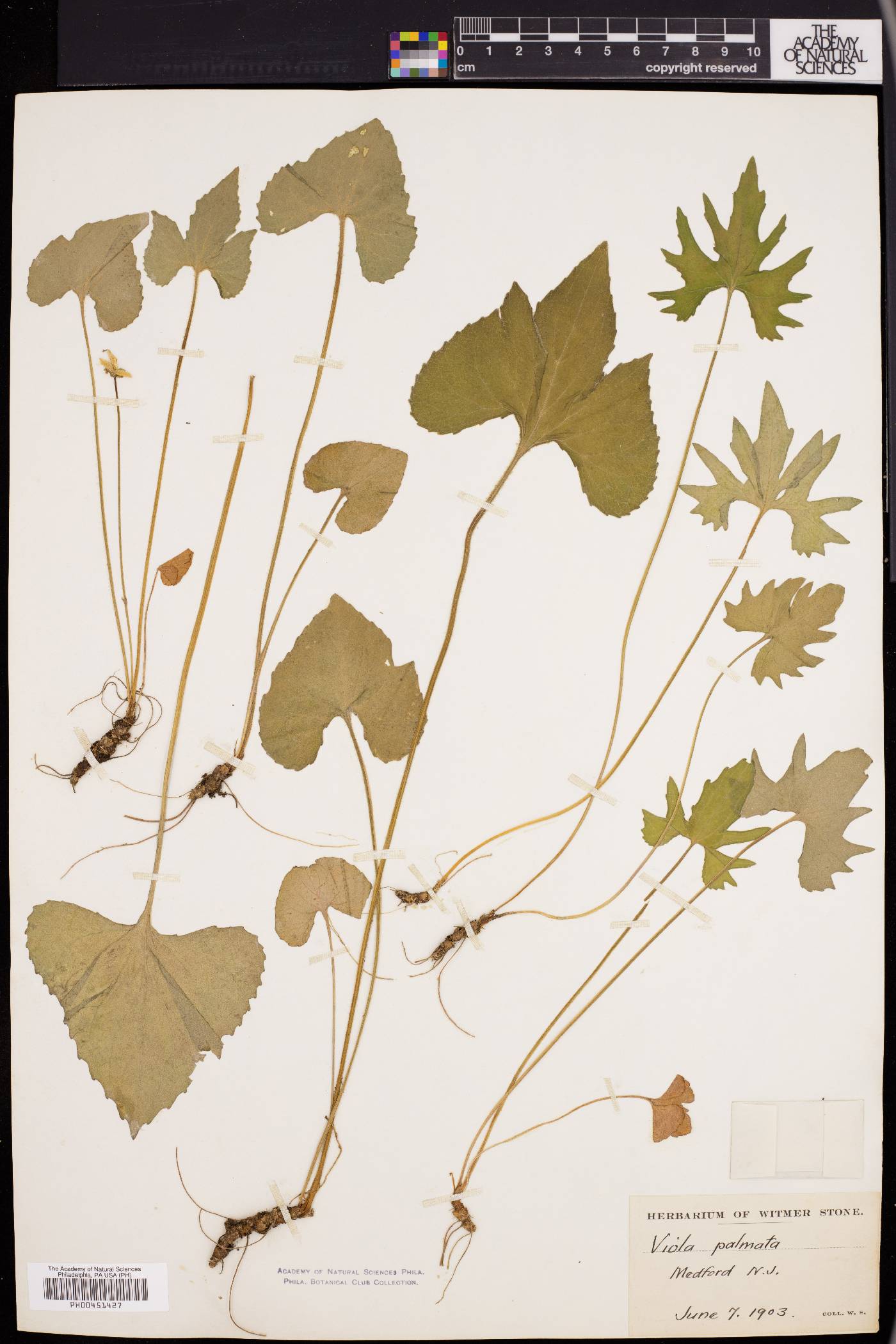 Viola triloba image