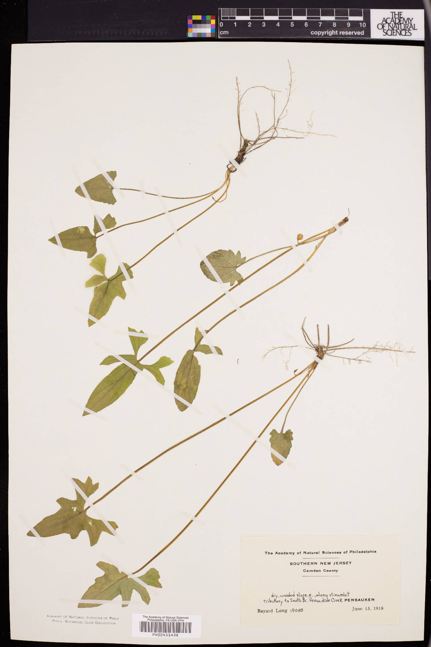 Viola triloba image