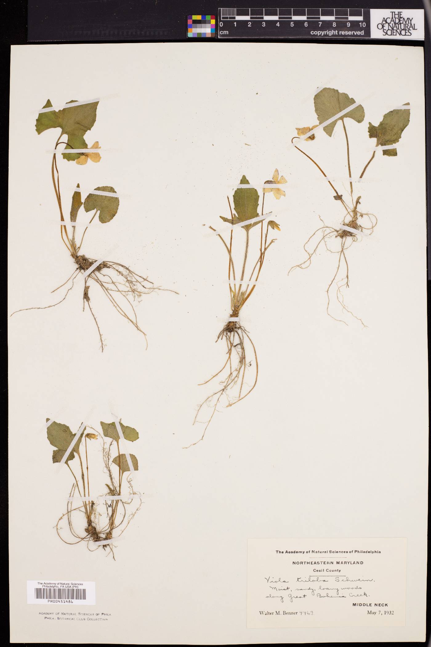 Viola triloba image