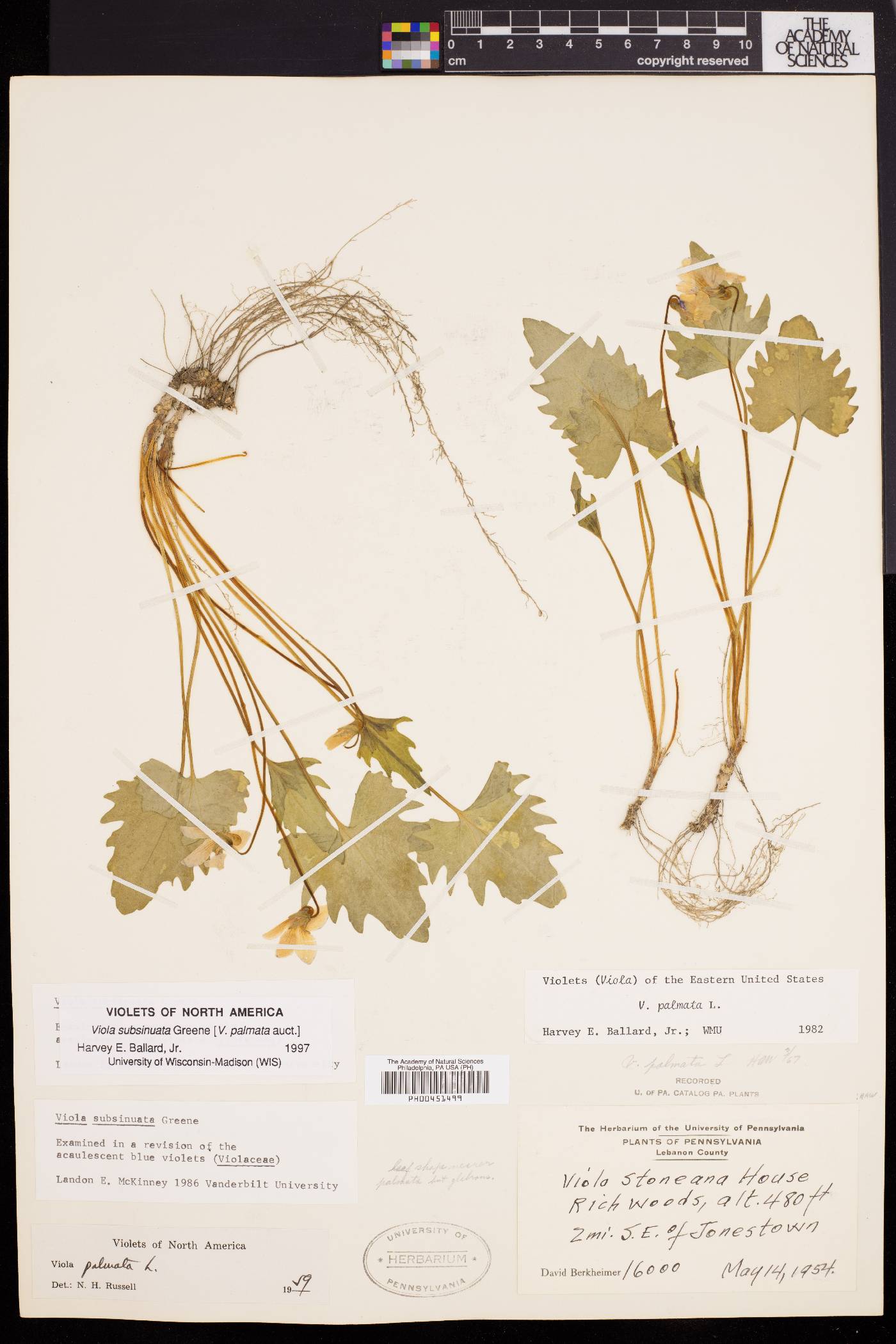 Viola subsinuata image