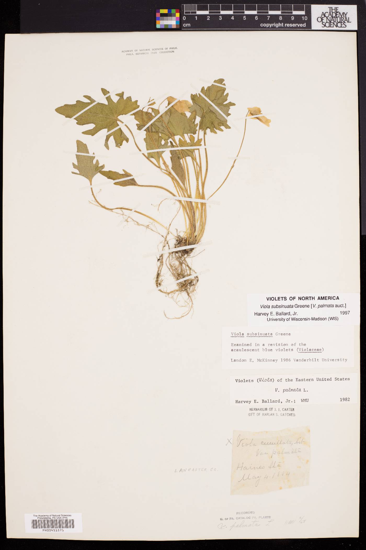 Viola subsinuata image