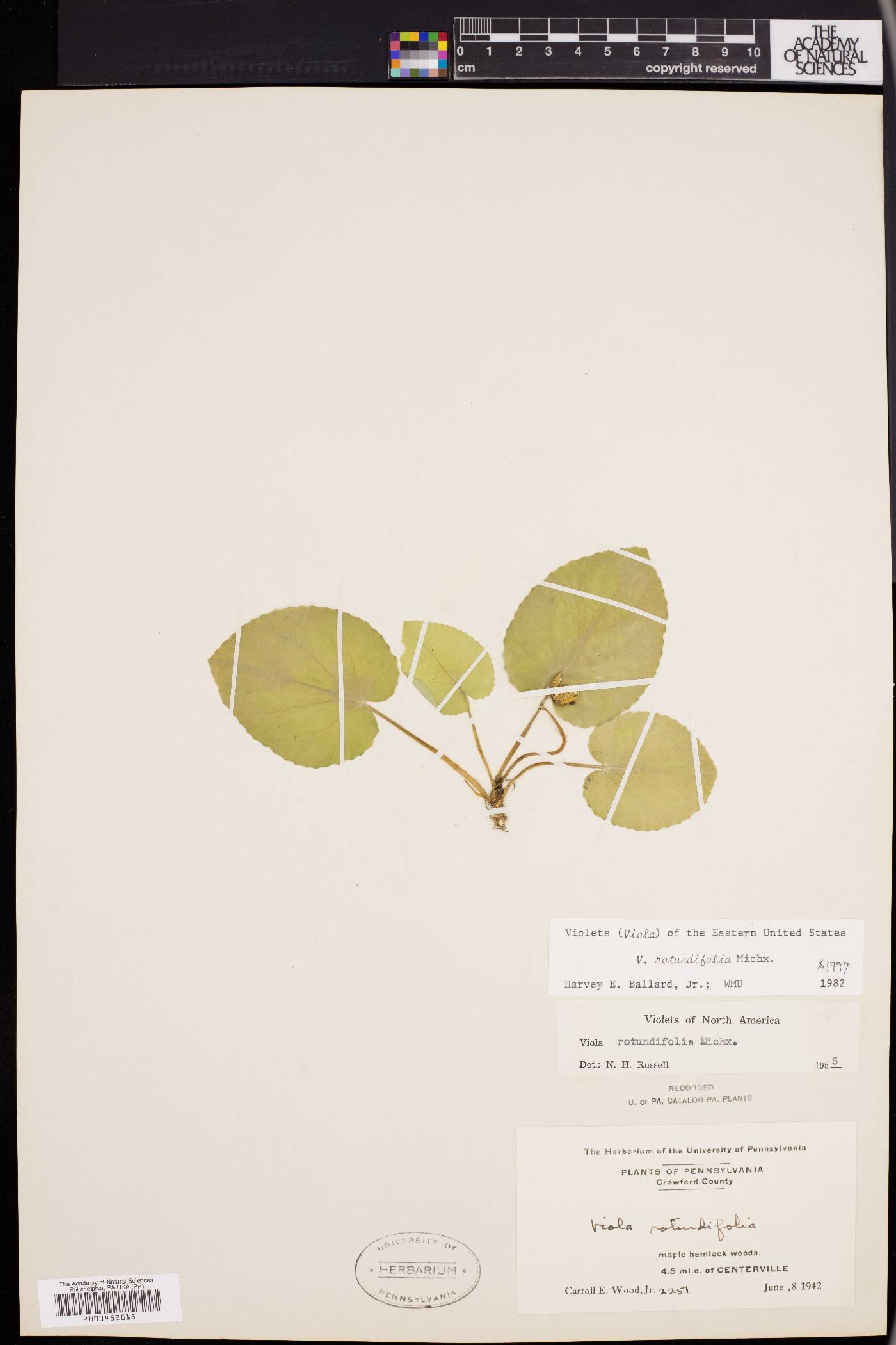 Viola rotundifolia image