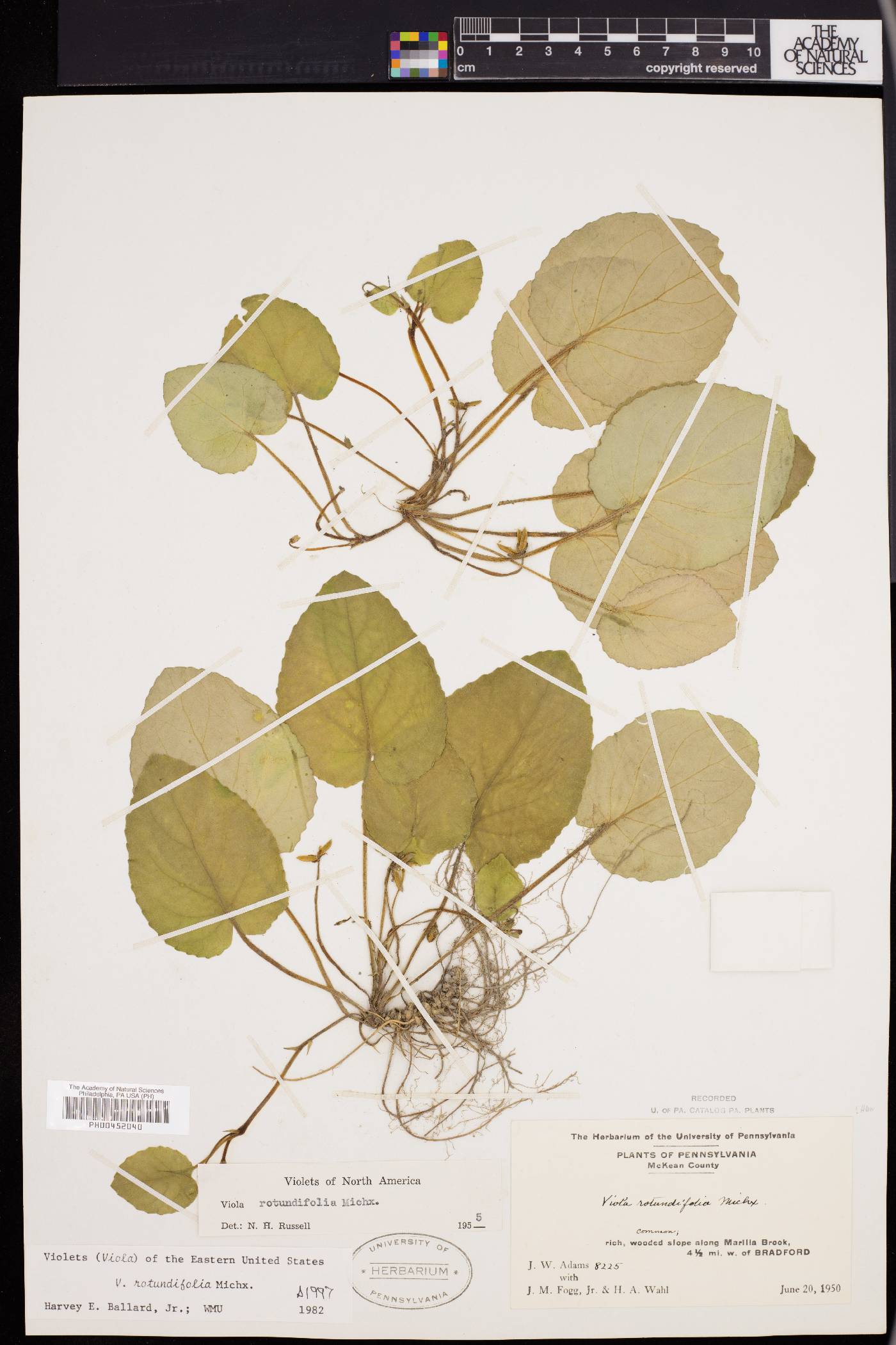 Viola rotundifolia image