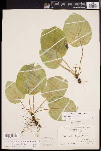 Viola rotundifolia image