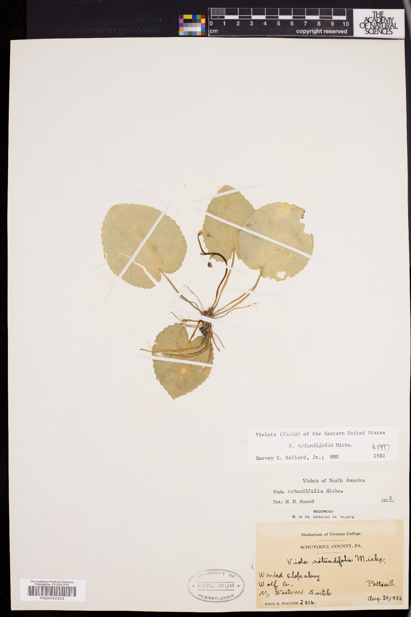 Viola rotundifolia image