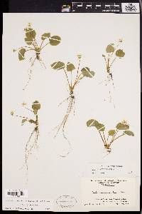 Viola rotundifolia image
