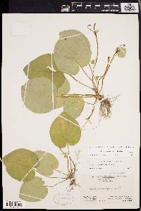 Viola rotundifolia image