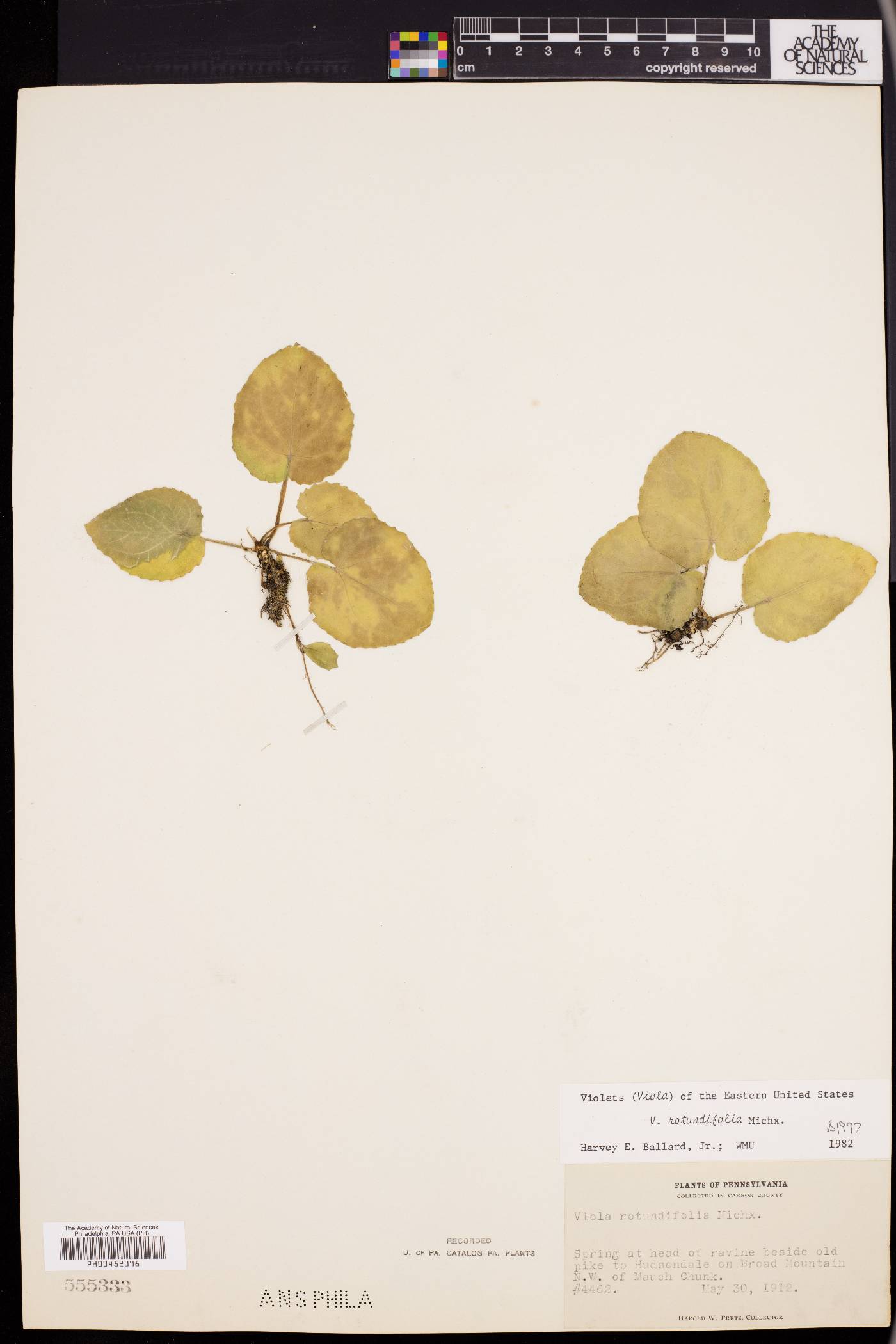 Viola rotundifolia image