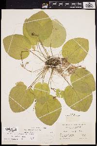 Viola rotundifolia image