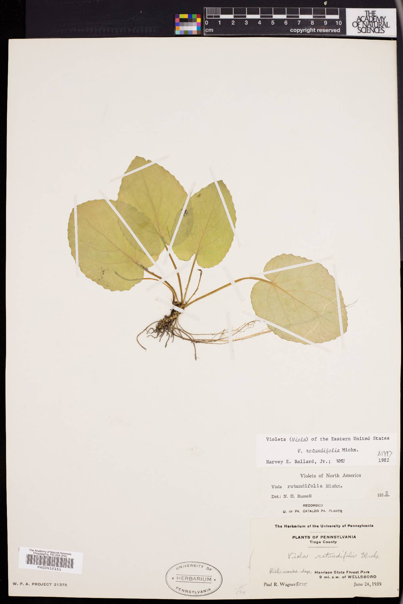 Viola rotundifolia image