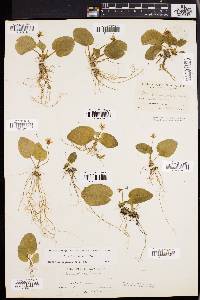 Viola rotundifolia image