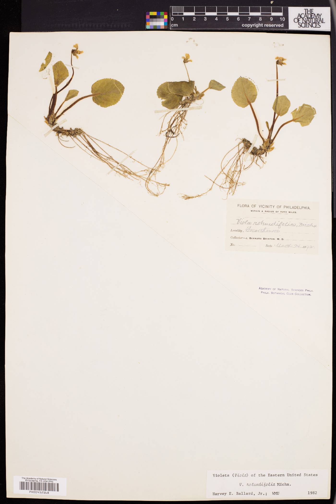 Viola rotundifolia image