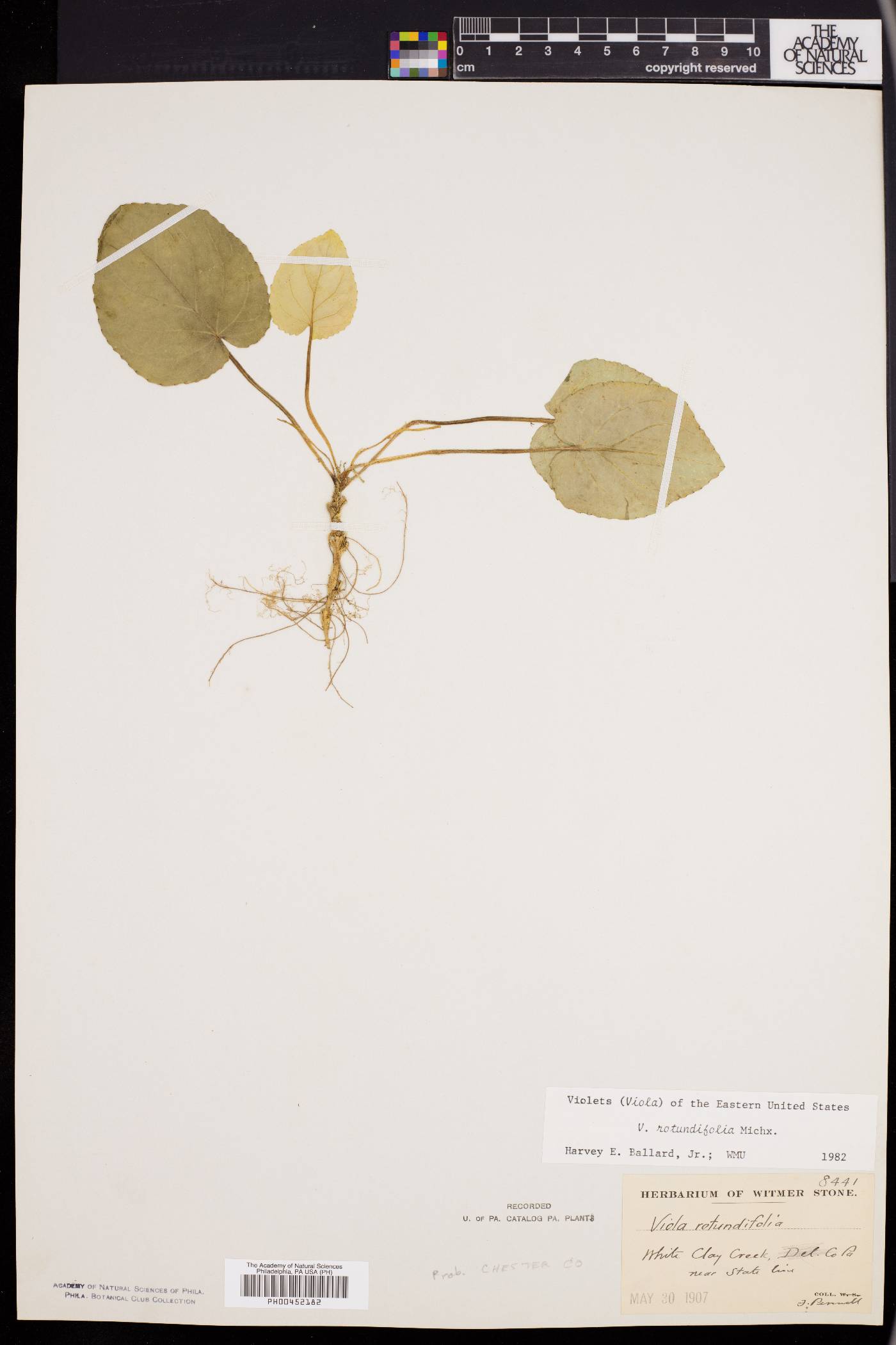 Viola rotundifolia image