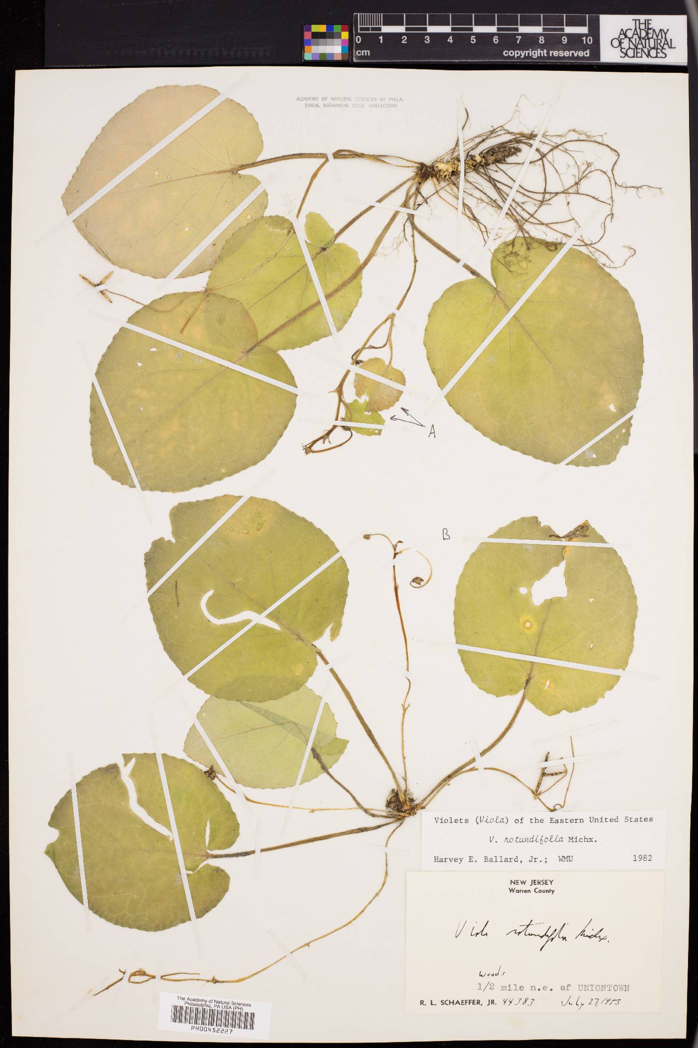 Viola rotundifolia image