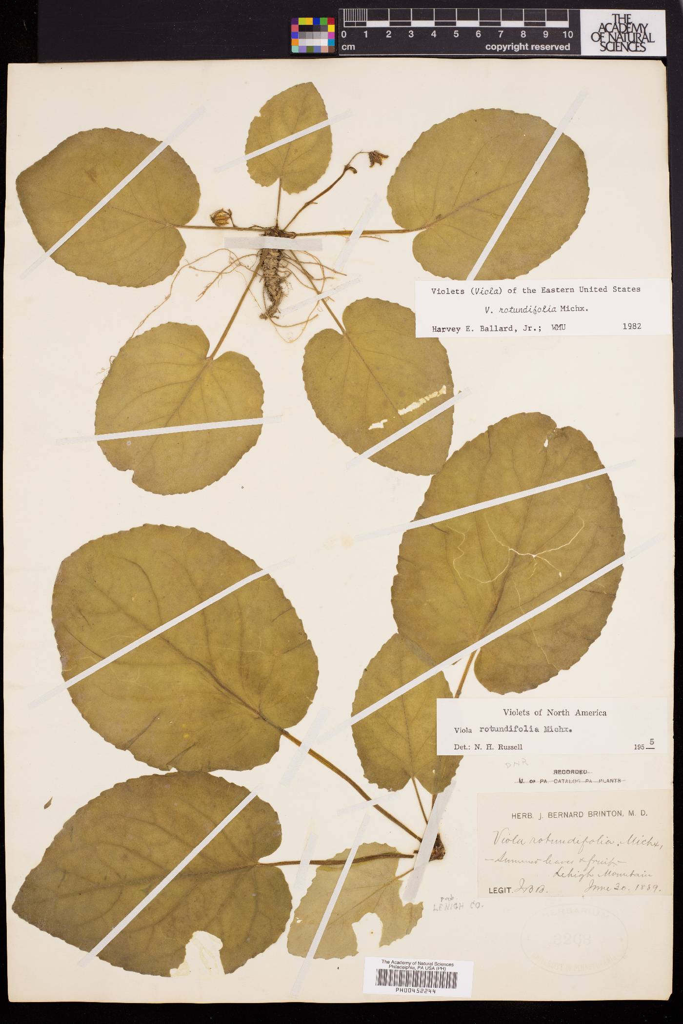 Viola rotundifolia image