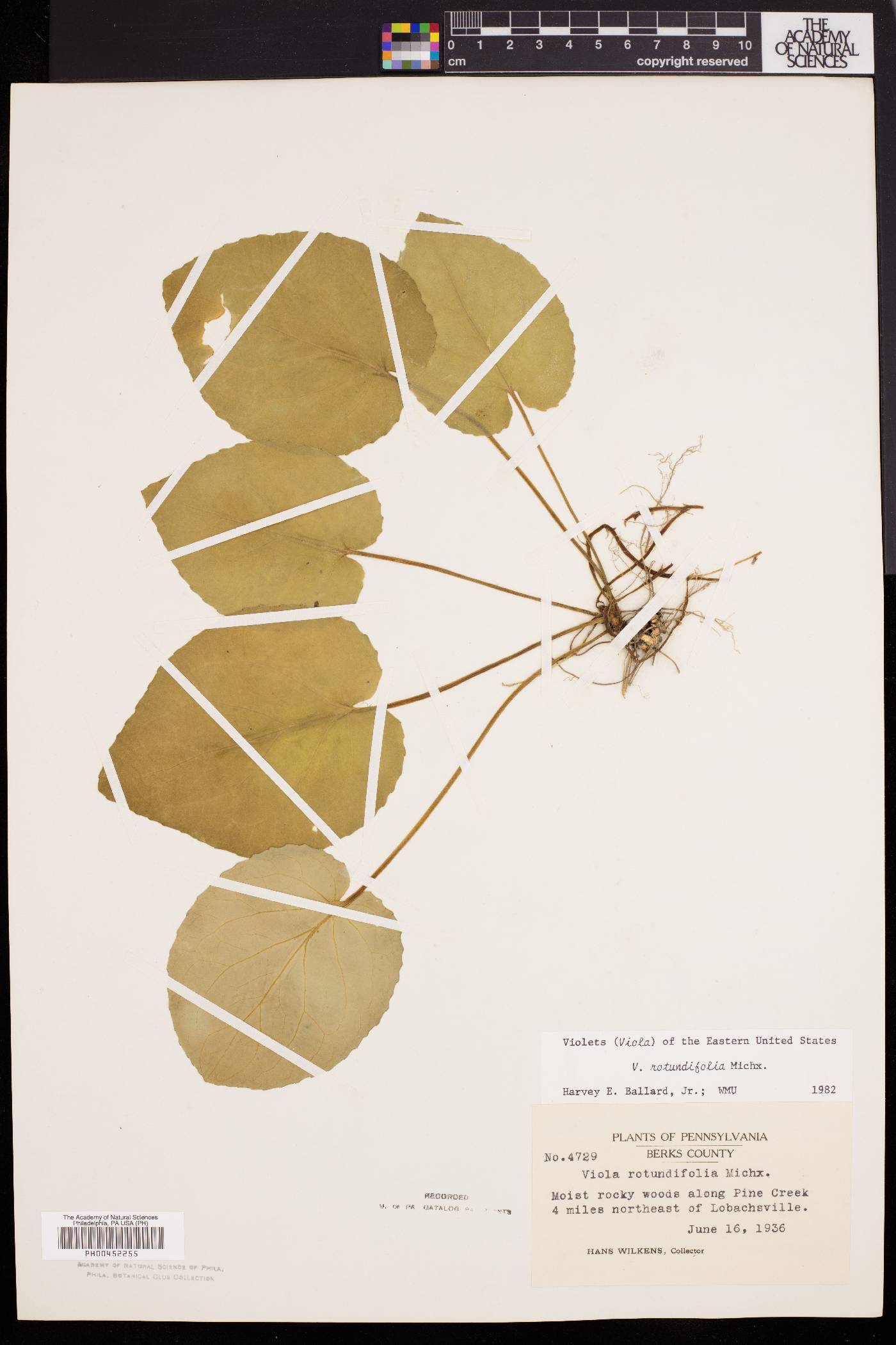 Viola rotundifolia image