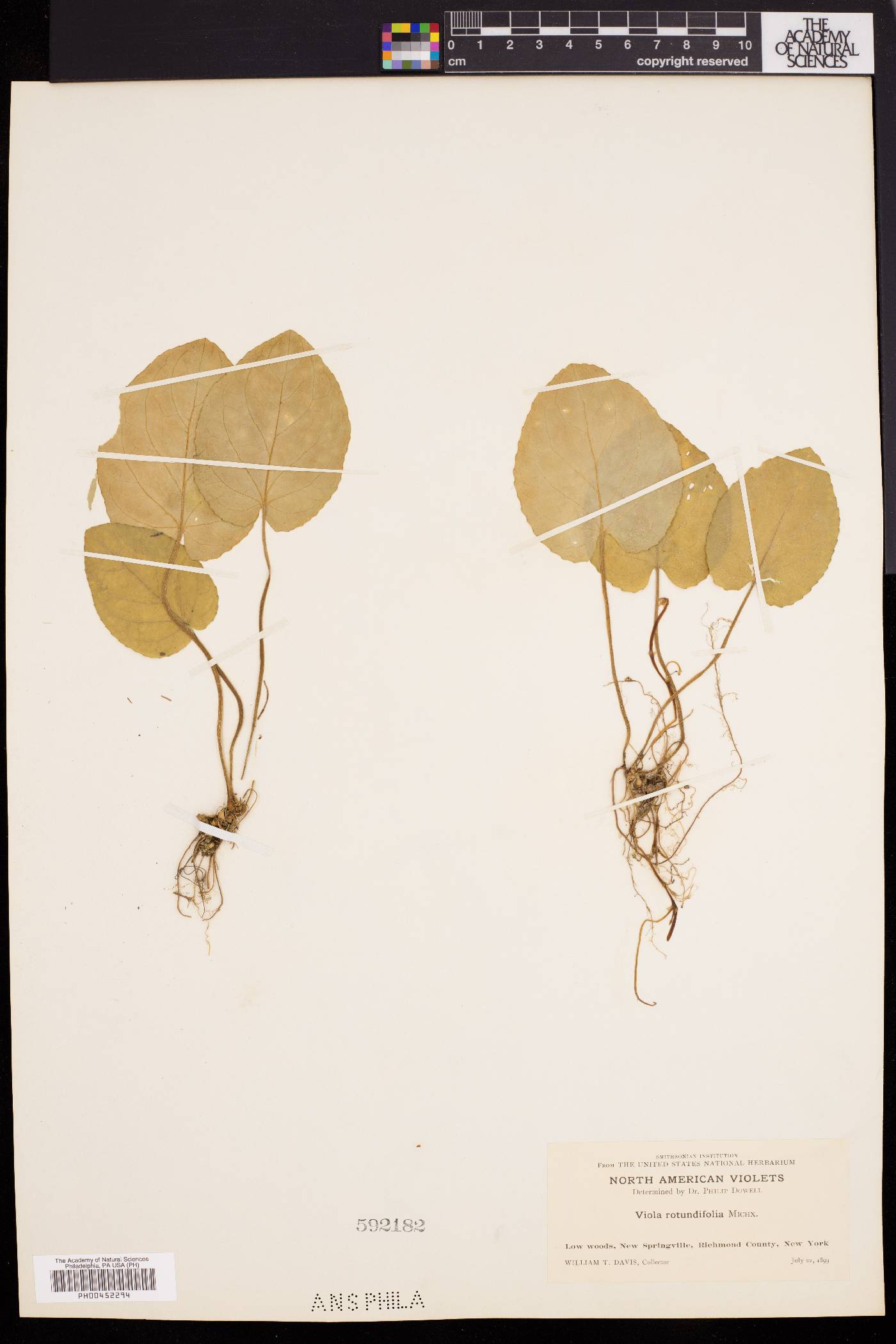 Viola rotundifolia image