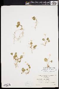 Viola macloskeyi subsp. pallens image