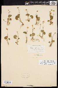 Viola macloskeyi subsp. pallens image