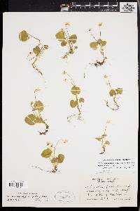 Viola macloskeyi subsp. pallens image