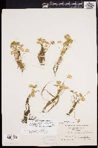 Viola macloskeyi subsp. pallens image