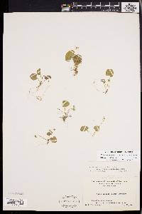 Viola macloskeyi subsp. pallens image