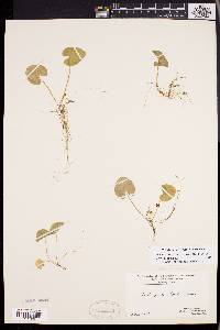 Viola macloskeyi subsp. pallens image