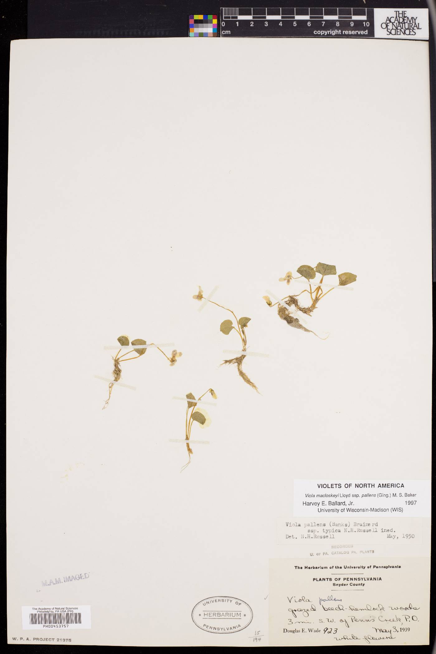 Viola macloskeyi subsp. pallens image