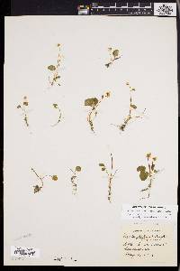 Viola macloskeyi subsp. pallens image