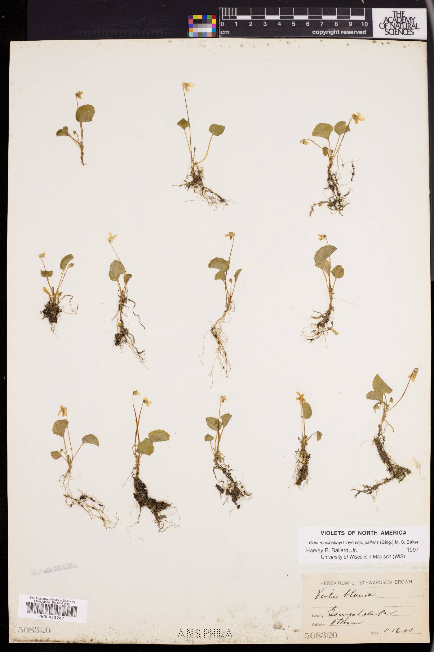 Viola macloskeyi image