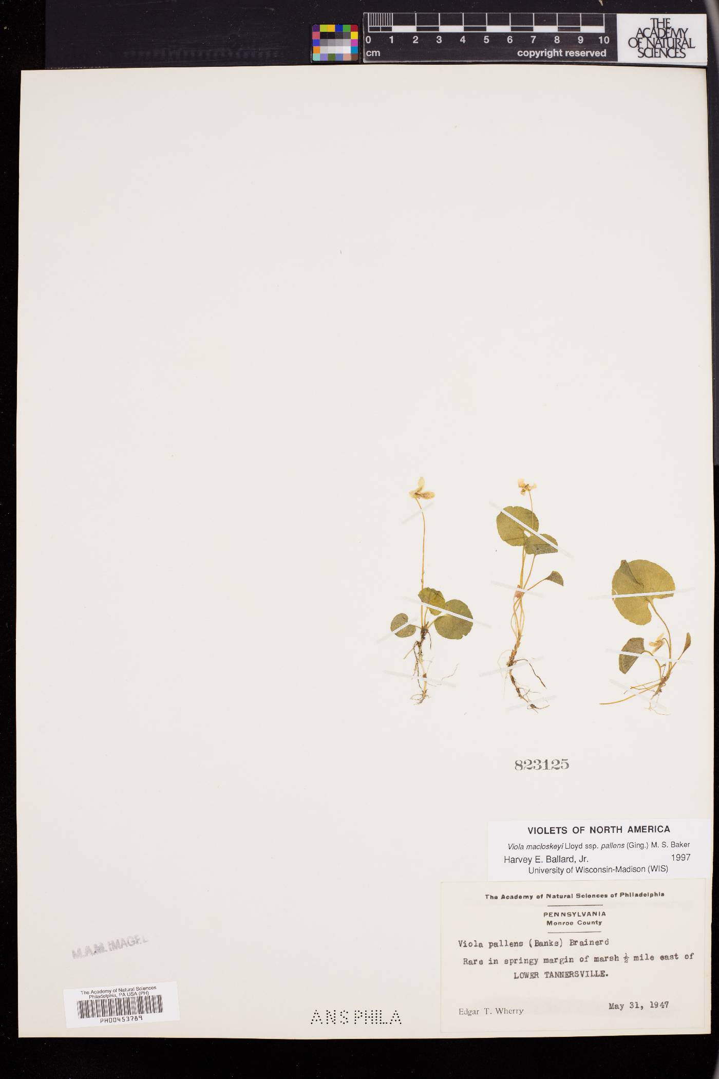 Viola macloskeyi subsp. pallens image