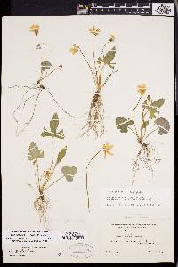 Viola palmata image