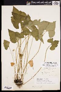 Viola palmata image