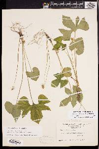 Viola palmata image