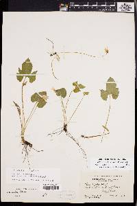 Viola palmata image