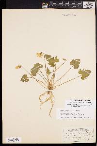 Viola palmata image