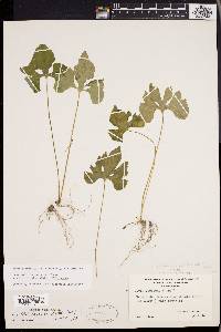 Viola palmata image