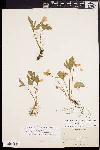 Viola palmata image