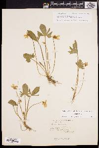 Viola palmata image