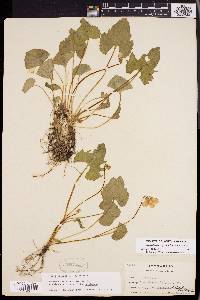 Viola palmata image