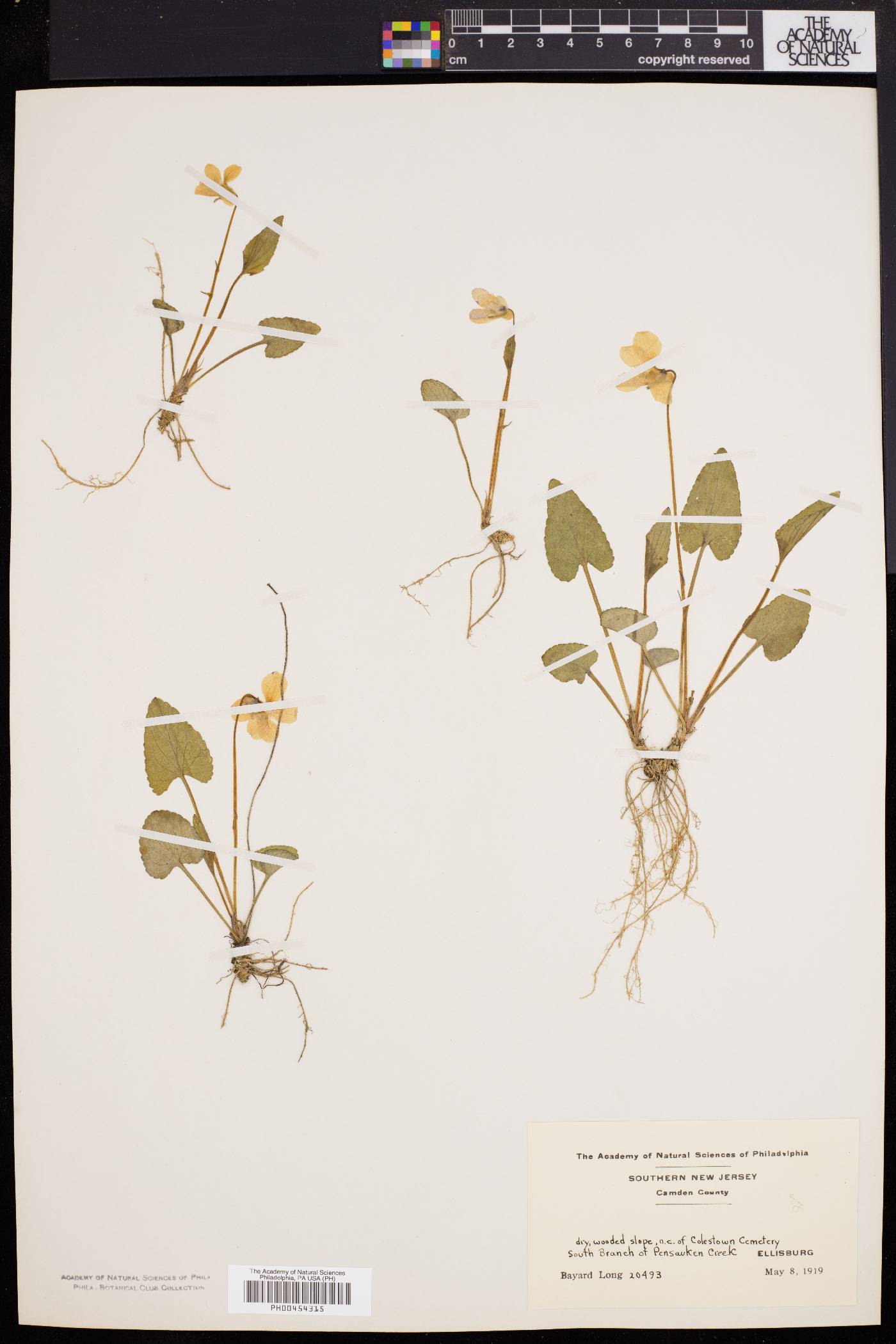 Viola emarginata image