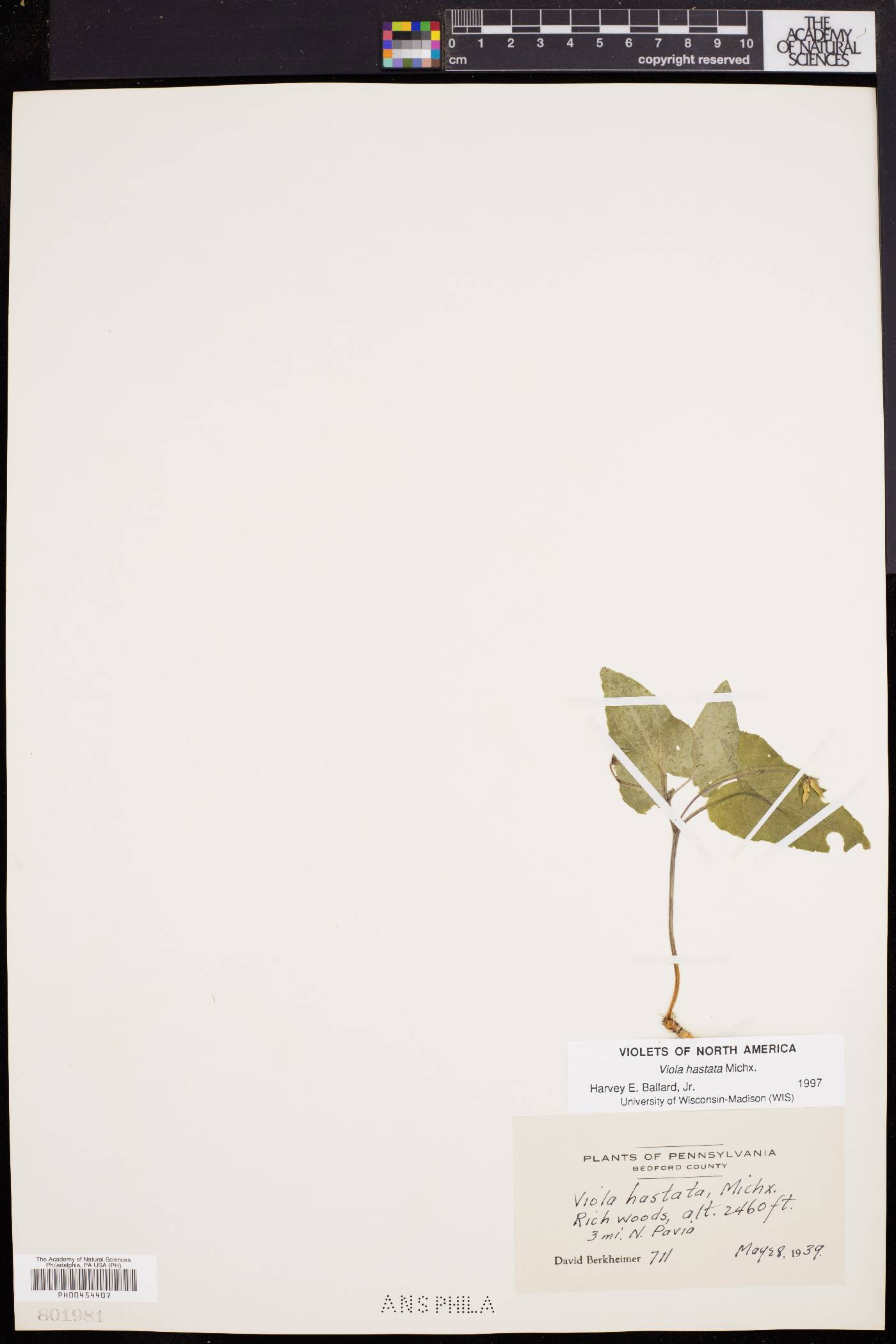 Viola hastata image