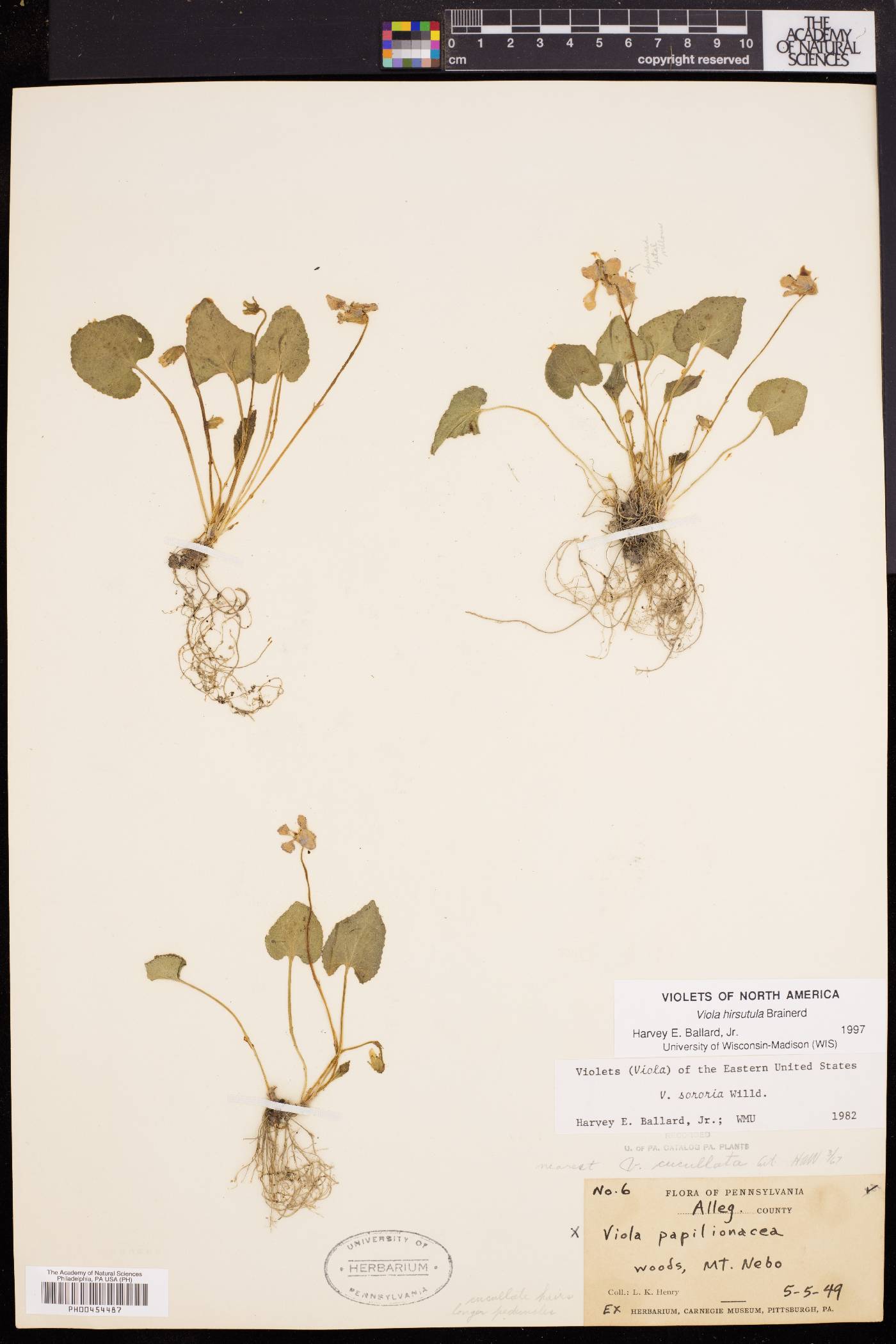 Viola hirsutula image