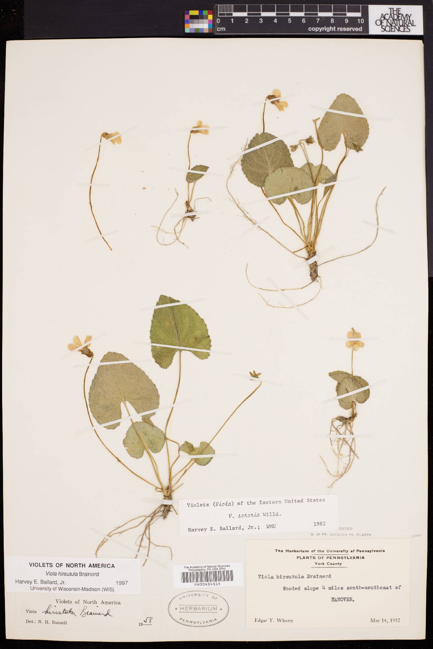 Viola hirsutula image