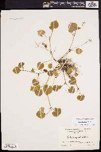 Viola labradorica image