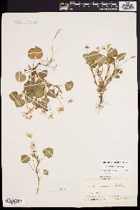 Viola labradorica image