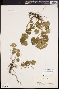 Viola labradorica image